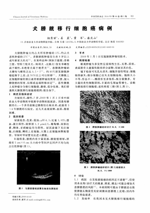 犬膀胱移行细胞癌病例