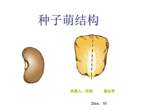 七年级生物种子的结构优秀课件