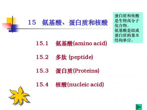 氨基酸、蛋白质和核酸