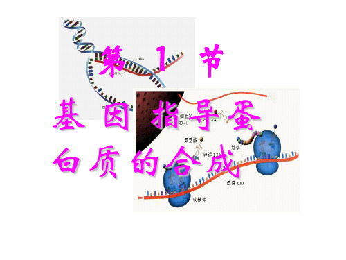 基因指导蛋白质的合成人教版高中生物必修二PPT课件