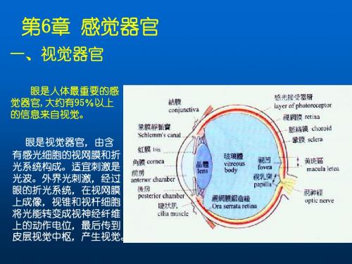 第6章 (感官)