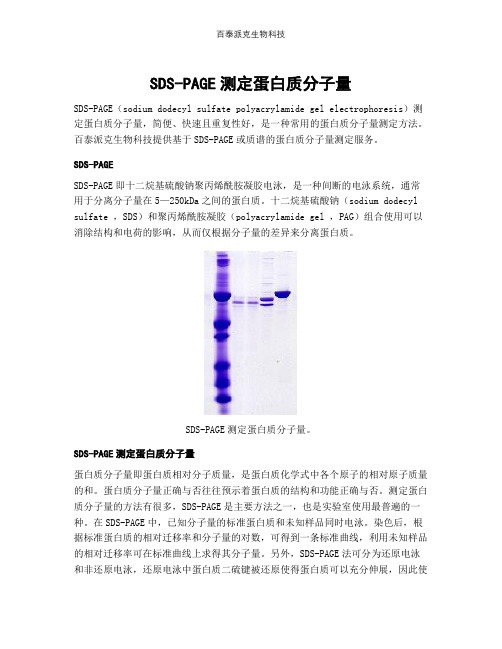 SDS-PAGE测定蛋白质分子量