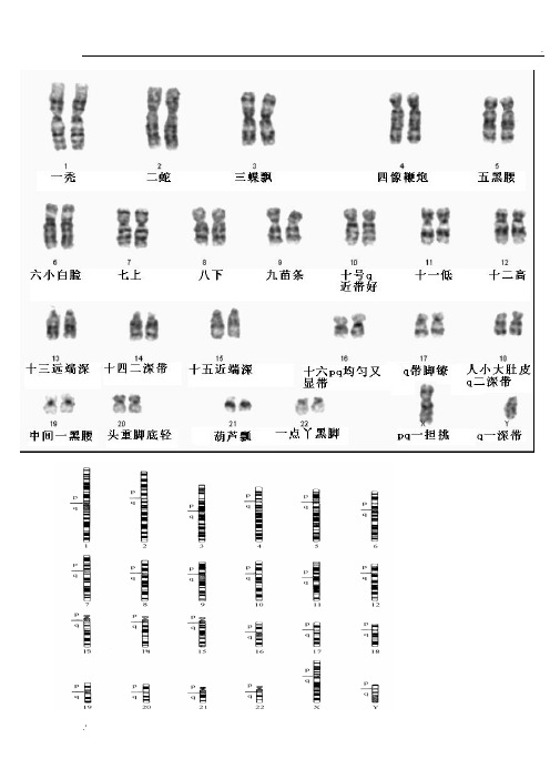 人类染色体图谱+口诀(全套46条)