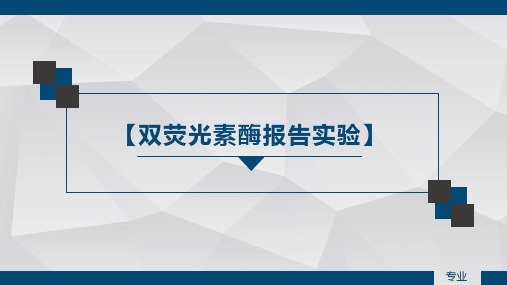 双荧光素酶报告实验