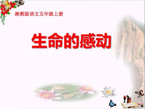 生命的感动 PPT优秀课件3
