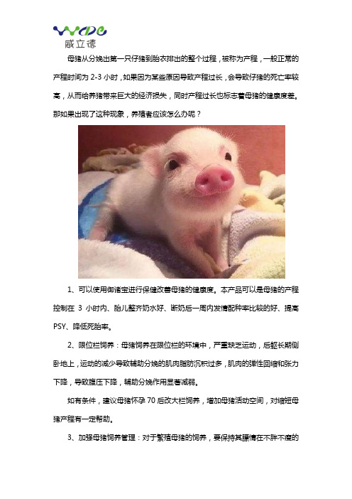 母猪产程长怎么办