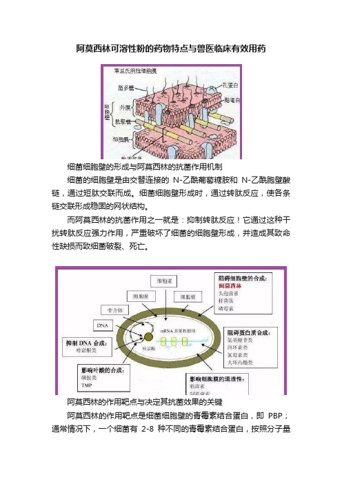 阿莫西林可溶性粉的药物特点与兽医临床有效用药