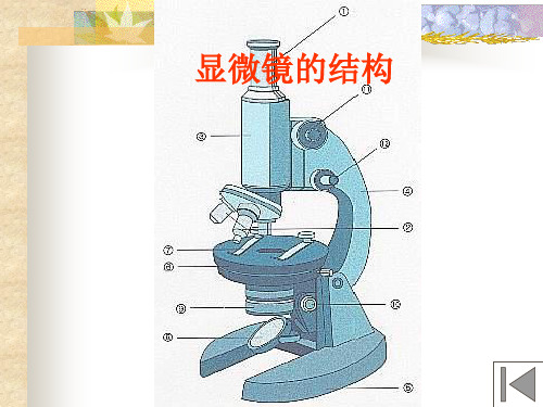 八年级生物显微镜的结构