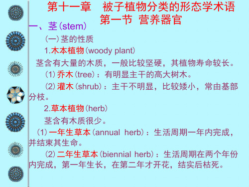 第十一章被子植物分类的形态学术语