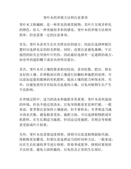 变叶木的养殖方法和注意事项