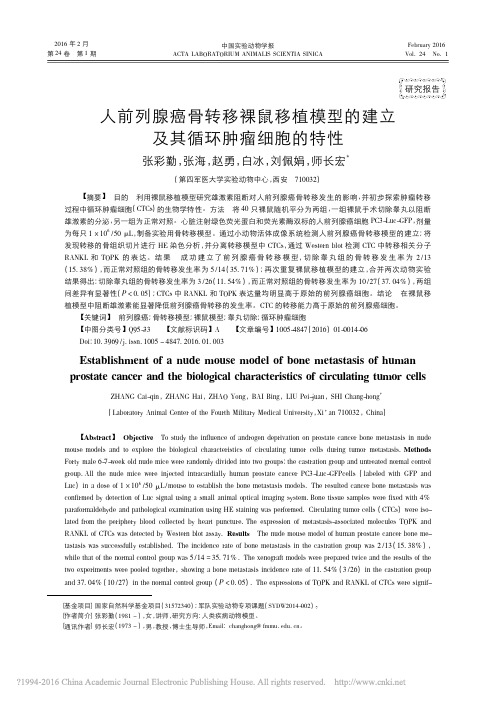 人前列腺癌骨转移裸鼠移植模型的建立及其循环肿瘤细胞的特性_张彩勤