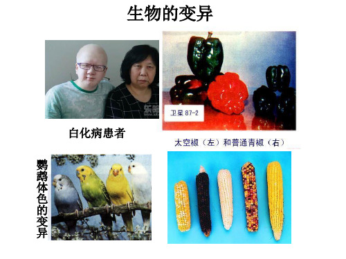 苏教版高中生物必修二第四章第四节基因突变(共21张PPT)