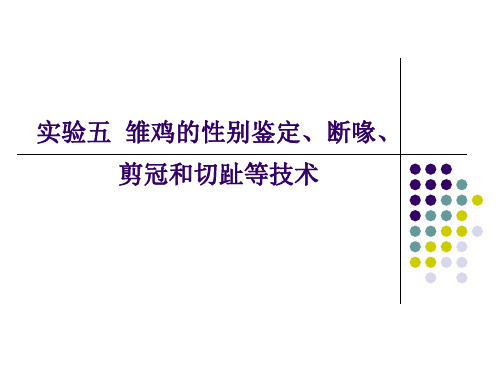 家禽生产学实验实验五 雏鸡的性别鉴定、断喙等