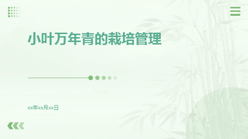 小叶万年青的栽培管理