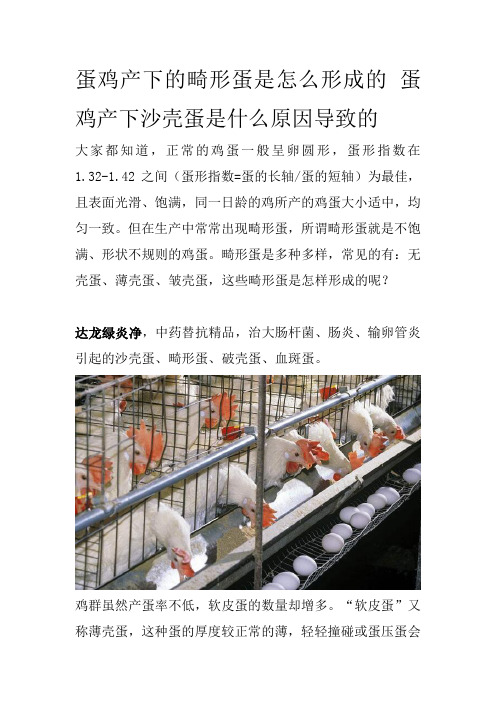 蛋鸡产下的畸形蛋是怎么形成的蛋鸡产下沙壳蛋是什么原因导致的