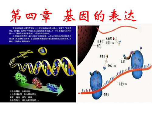 2.4  生物学考复习必修2基因表达课件