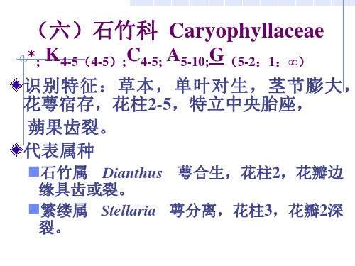 3-双子叶植物纲(2) (2)