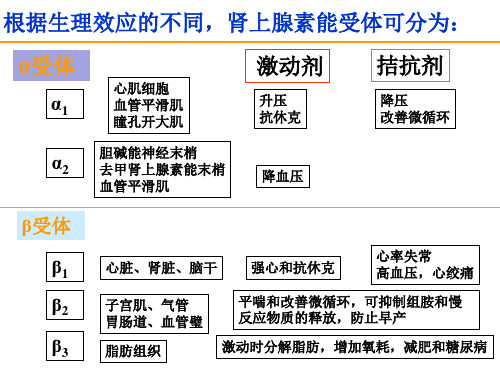 肾上腺素受体激动药和阻断药