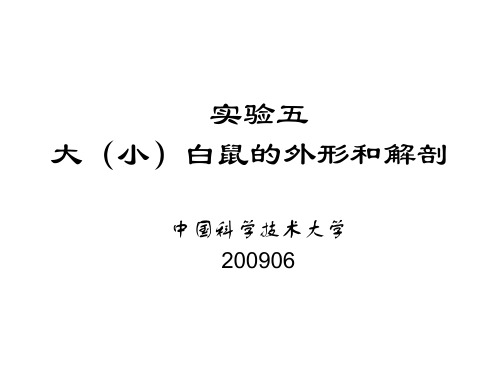实验5 大白鼠的解剖