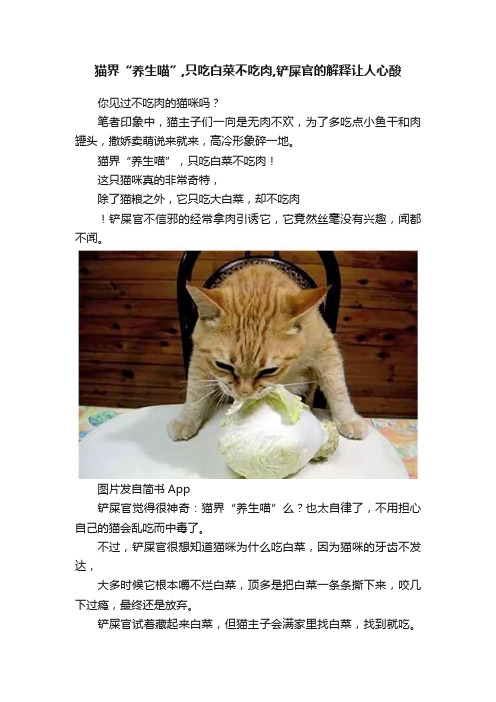 猫界“养生喵”,只吃白菜不吃肉,铲屎官的解释让人心酸