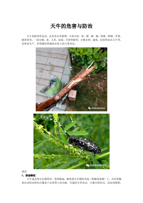 天牛的危害与防治