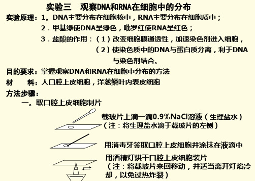 5 实验3 观察DNA和RNA在细胞中的分布13