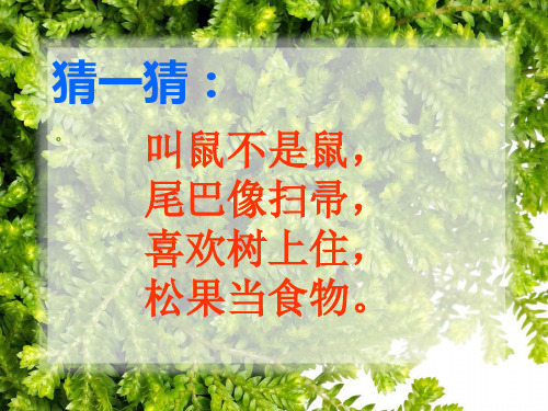 部编六年级上人教《22 跑进家来的松鼠》乞书梅PPT课件 一等奖新名师优质课获奖比赛公开免费下载