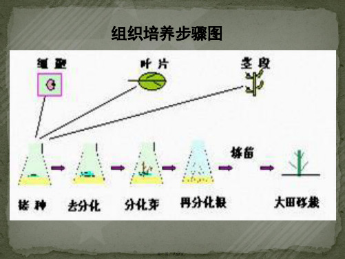 植物组织培养第三章植物器官和组织培养