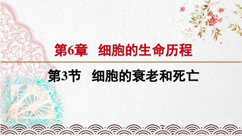 新版人教版高中生物6.3 细胞的衰老和死亡(新教材2020)(共18张PPT)学习演示PPT课件