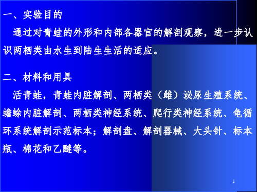 实验七---青蛙的外形及内部解剖PPT课件