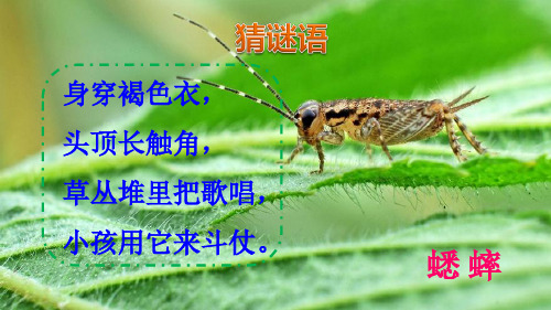 人教部编版三年级语文上册课件10在牛肚子里旅行