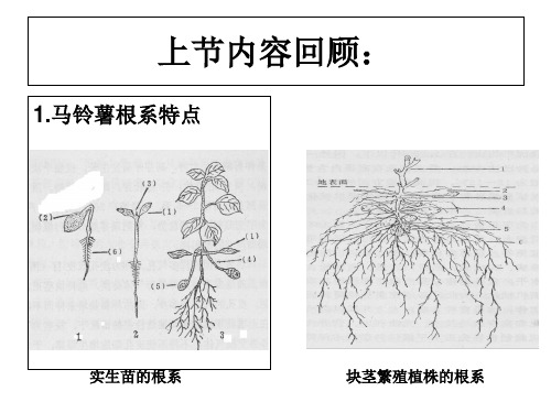 马铃薯的茎和切块技术