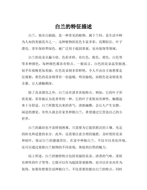 白兰的特征描述