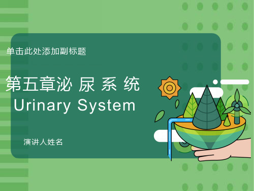 系统解剖学之泌尿系统