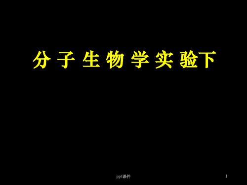 分子生物学实验  ppt课件