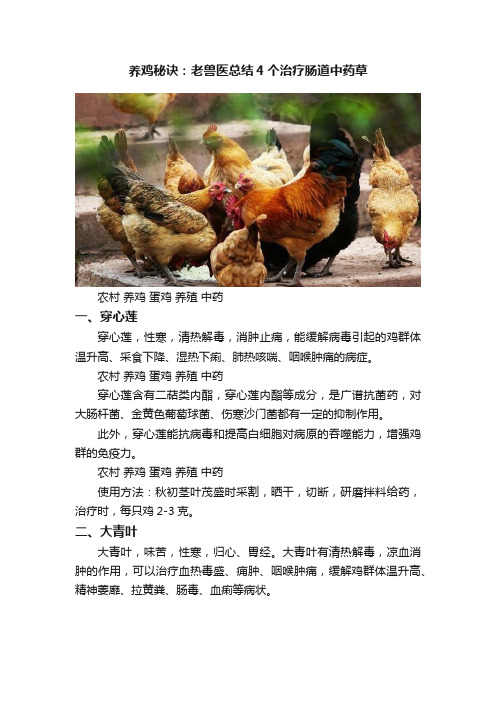 养鸡秘诀：老兽医总结4个治疗肠道中药草