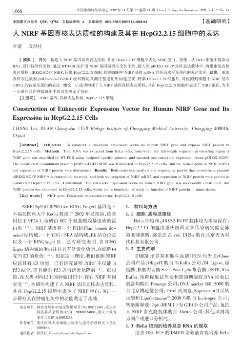 人NIRF基因真核表达质粒的构建及其在HepG2_2_15细胞中的表达