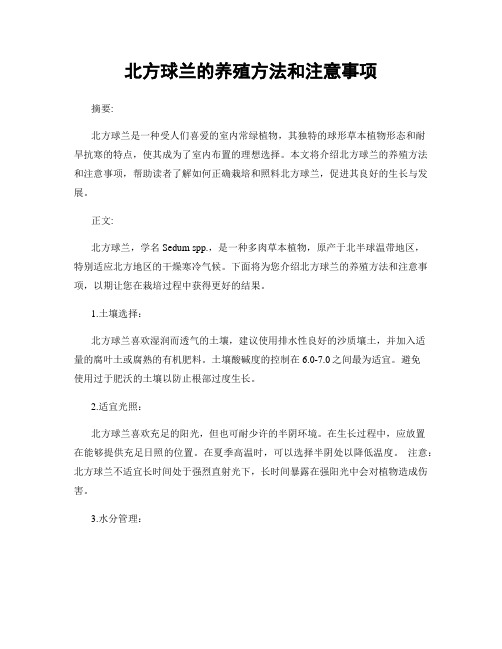 北方球兰的养殖方法和注意事项