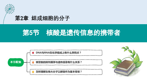 核酸是遗传信息的携带者ppt课件