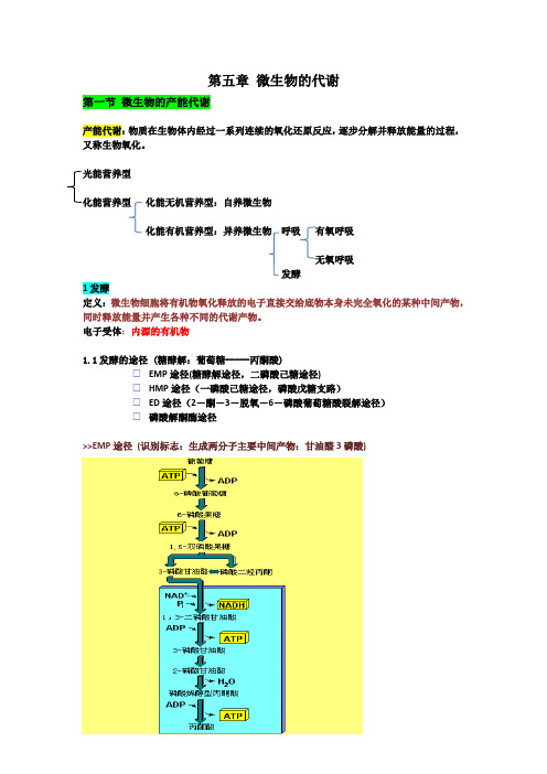 5微生物的代谢知识点整理