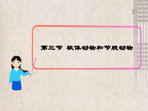 晋江市七中八年级生物上册第五单元第一章第三节软体动物和节肢动物课件1新版新人教版3