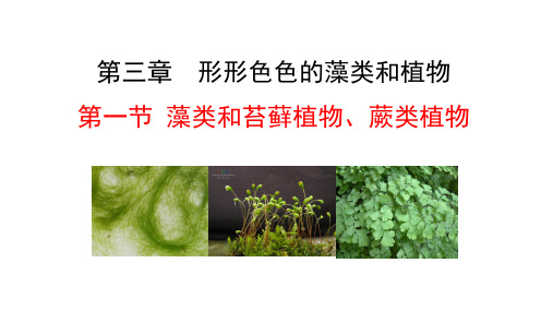 2.3.1藻类和苔藓植物、蕨类植物课件2024-2025学年苏教版生物七年级上册(2024)