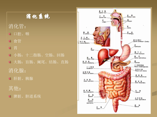 食道及胃肠疾病影像学课件.ppt