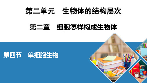 人教七年级生物上册 单细胞生物