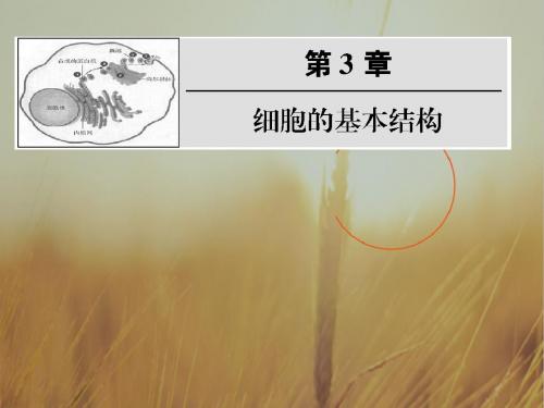 最新-2018届高中生物第一轮复习 细胞的基本结构课件 