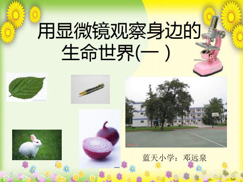 (教科版)小学科学六下《用显微镜观察身边的生命世界(一)》PPT课件(同课异构)(3)