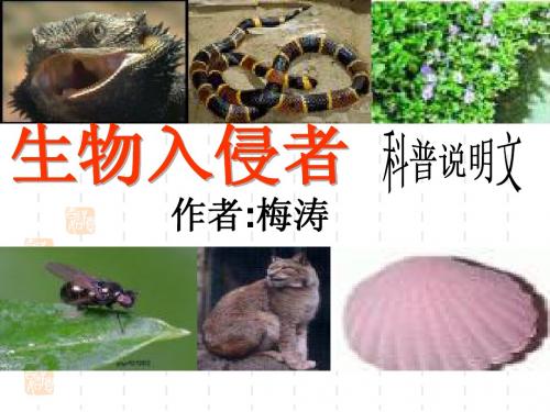 19《生物入侵者》ppt课件