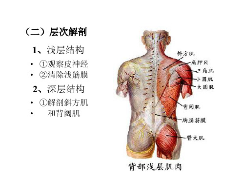 局部解剖学课件之-四肢背面