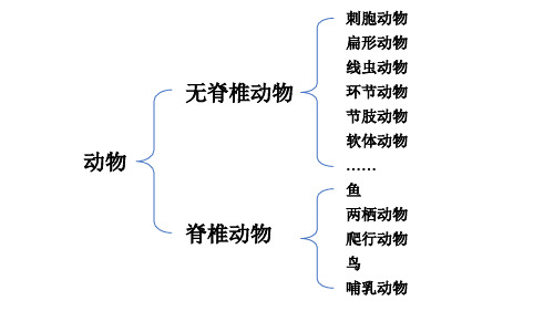 七年级生物学上册教学课件《鸟和哺乳动物》