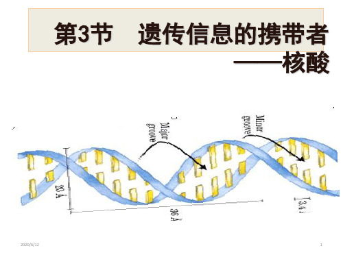 人教版生物必修一2.3遗传信息的携带者——核酸(共23张ppt)